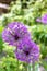 Violet round allium flowers, home garden background.