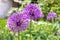 Violet round allium flowers on a home garden background.