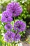 Violet round allium flowers on home garden background