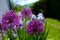 Violet round flowers in the garden