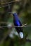 Violet Sabrewing - Campylopterus hemileucurus