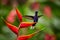 Violet Sabrewing Campylopterus hemileucurus, perched on red heliconia flower with outstretched wings.