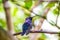 Violet Sabrewing Hummingbird (Campylopterus hemileucurus) Outdoors
