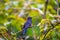 Violet Sabrewing Hummingbird (Campylopterus hemileucurus) Outdoors