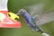 Violet Sabrewing Hummingbird, Costa Rica