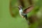 Violet Sabrewing hummingbird in flight,Panama