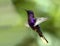 Violet Sabrewing hummingbird in flight, Panama