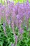 Violet sage Salvia nemorosa L., Ostfriesland grade. The blossoming plants