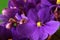 Violet saintpaulia macro