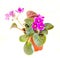 Violet Saintpaulias flowers in a brown vase, commonly known as African violets, Parma violets, close up, isolated