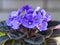 Violet Saintpaulias flowers commonly known as African violets