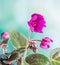 Violet Saintpaulias flowers, commonly known as African violets, Parma violets, close up.