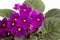 Violet Saintpaulias flowers commonly known as African violets Parma violets close up isolated