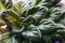 Violet saintpaulias green leaves or African Violets, macro shot, house plant