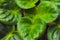 Violet saintpaulias green leaves, macro shot, house plant and nature background.