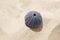 Violet skeleton of sea urchin on sand