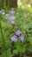 Violet small garden flowers on green leaves background