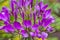 Violet spider flower Cleome spinosa in close up