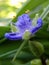 Violet Spiderwort flower Close Up