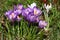 Violet spring crocus