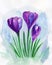 Violet spring crocuses. Floral greeting card. Violet floral bouquet.Watercolor illustration