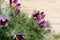 Violet spring easter flowers Pulsatilla patens