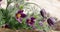 Violet spring  easter flowers  Pulsatilla patens