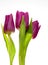 Violet spring tulips