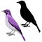 Violet starling vector illustration flat style black silhouette