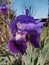 the violet strength of the beautiful iris on spring days in Cantabria