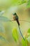 Violet-tailed Sylph - Aglaiocercus coelestis