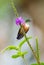Violet-tailed Sylph - Aglaiocercus coelestis