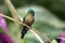 Violet-tailed Sylph  Aglaiocercus coelestis hummingbird,Ecuador