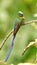 Violet-tailed Sylph hummingbird