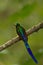 violet-tailed sylph hummingbird