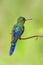 Violet-tailed sylph sitting on branch, hummingbird from tropical forest,Colombia,bird perching,tiny beautiful bird