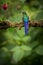 Violet-tailed sylph sitting on branch, hummingbird from tropical forest,Colombia,bird perching,tiny beautiful bird resting on flo