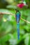 Violet-tailed sylph sitting on branch, hummingbird from tropical forest,Ecuador,bird perching,tiny beautiful bird resting