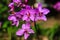 Violet terrestrial orchid