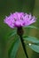 Violet thistle flower (Cirsium)