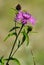 Violet thistle flower (Cirsium)