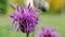 Violet thistle flower in garden