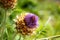Violet thistle flower on green blurred background