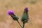 Violet thistle on the golden field of grain