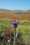 Violet thistle and Red poppy flowers on the field, landscape wit