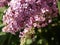 Violet Tiny Flowers on a Tree Branch