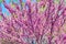 Violet tree flowers of Cercis siliquastrum, Judas tree outdoor