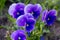 Violet tricolor in the garden