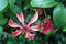 Violet Tropical Flower Gloriosa Superba, Botanic Garden