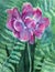 Violet tulip on dark green back